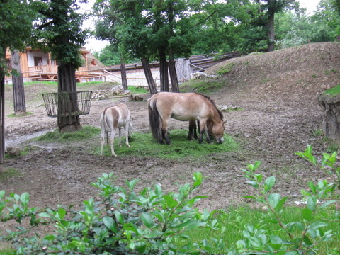 dusbababova-konicci_v_zoo_brno