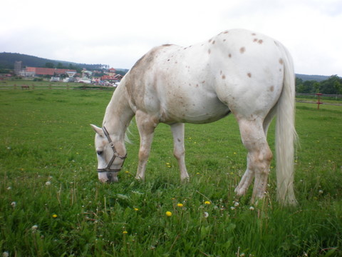 gossova-s-muj-konicek-je-kun